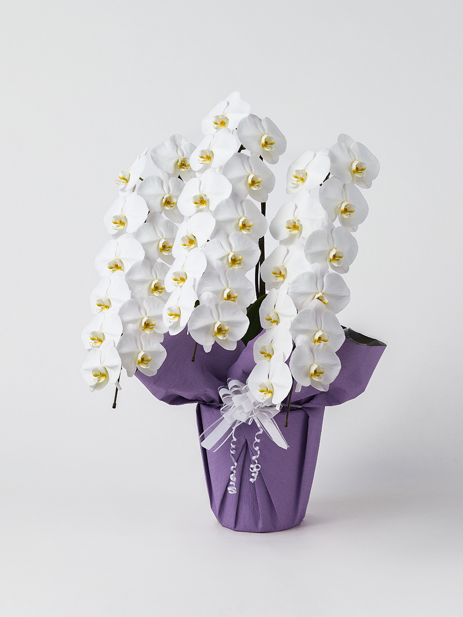 【お供え】胡蝶蘭 大輪 白 3本立ち 36輪以上左