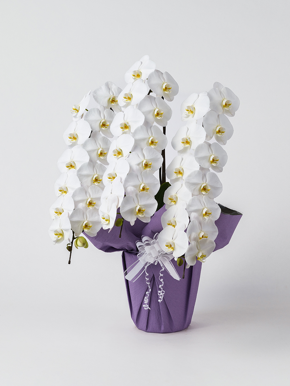 【お供え】胡蝶蘭 大輪 白 3本立ち 42輪以上左