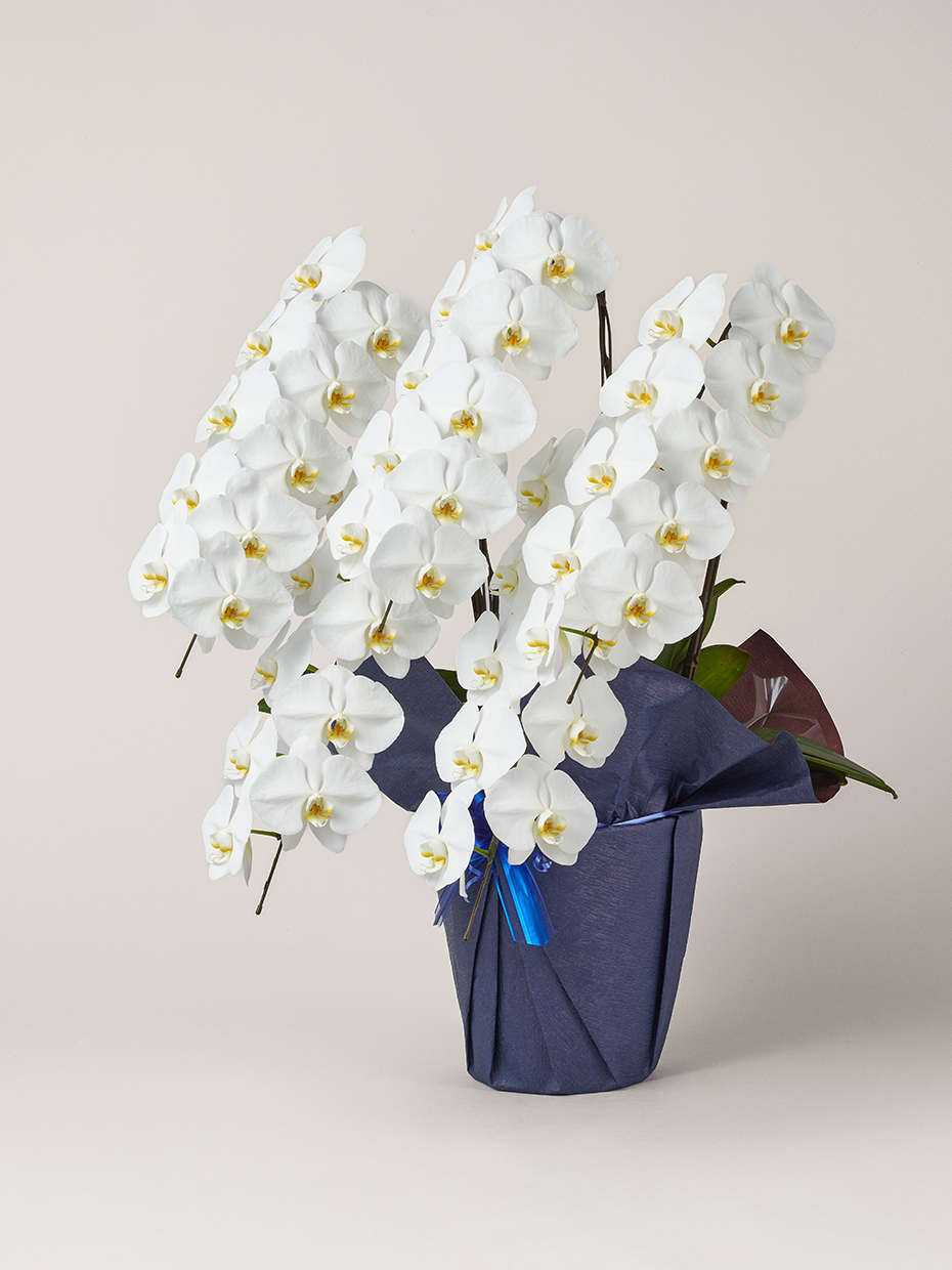 胡蝶蘭 大輪 白 5本立ち 50輪以上左