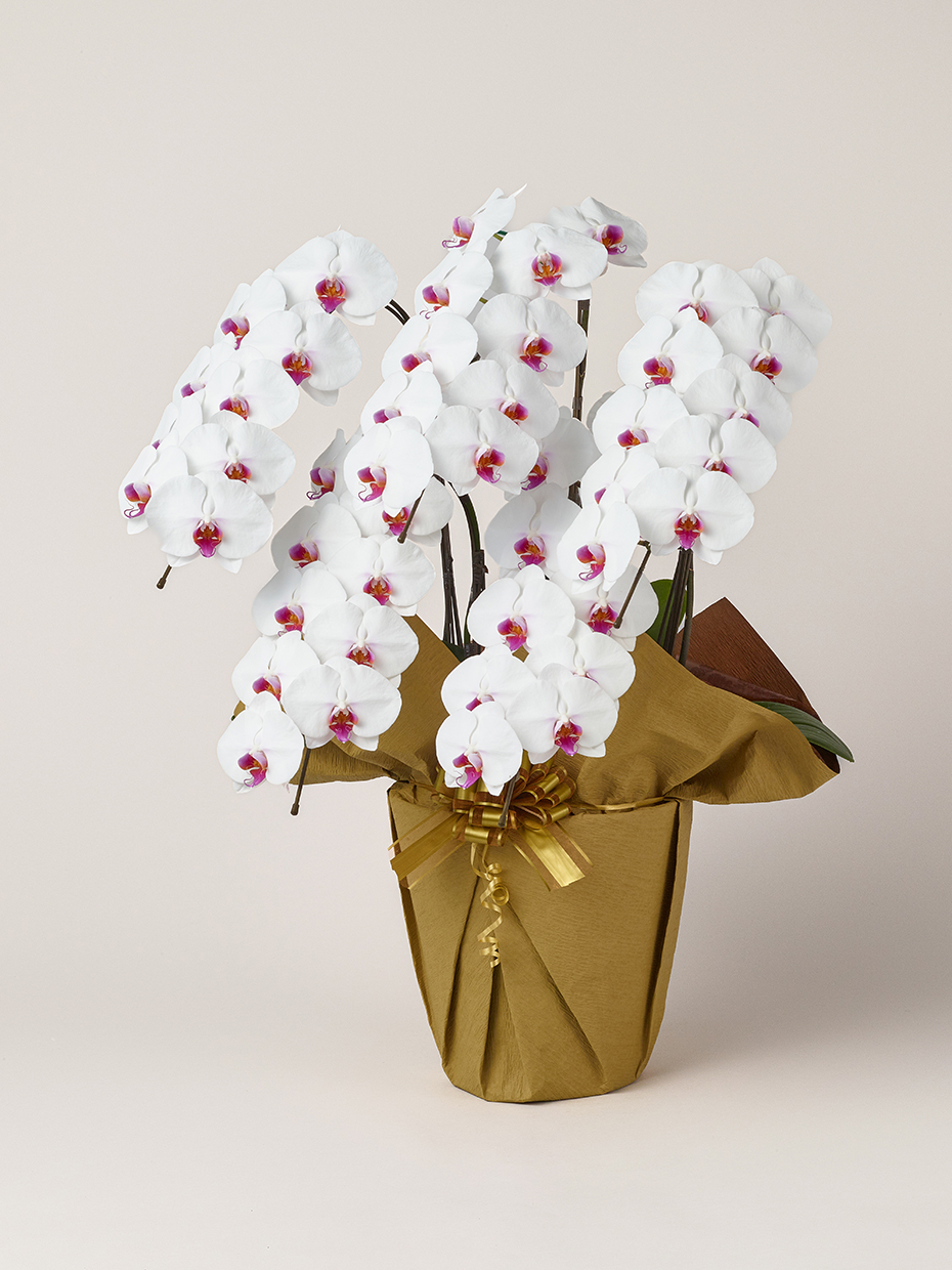 胡蝶蘭 大輪 赤リップ 5本立ち 50輪以上左