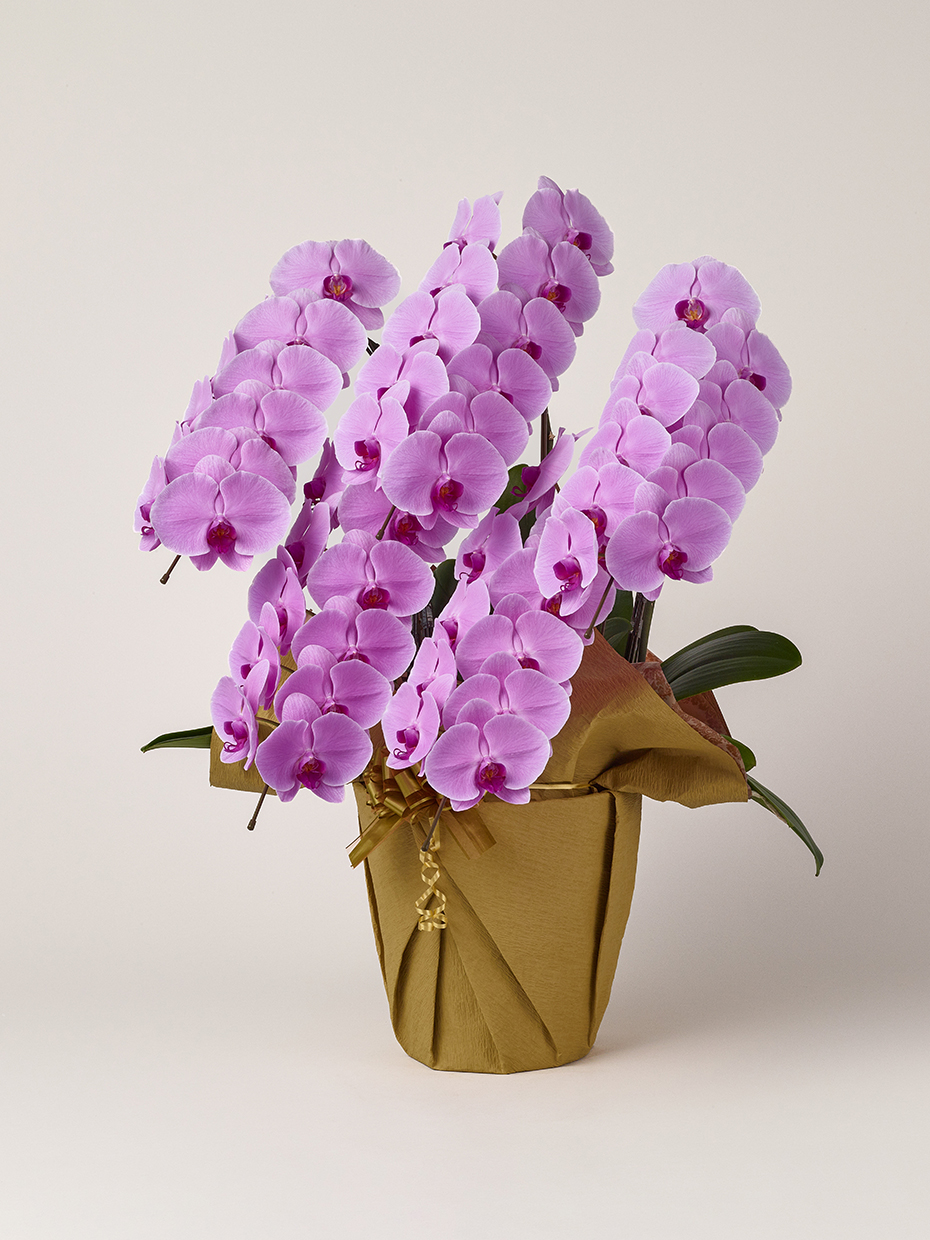 胡蝶蘭 大輪 ピンク 5本立ち 55輪以上左