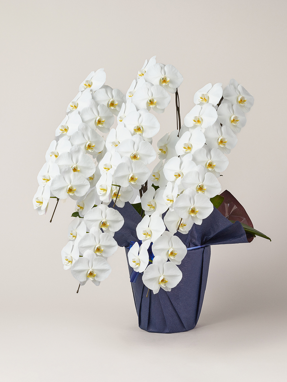 胡蝶蘭 大輪 白 5本立ち 55輪以上左