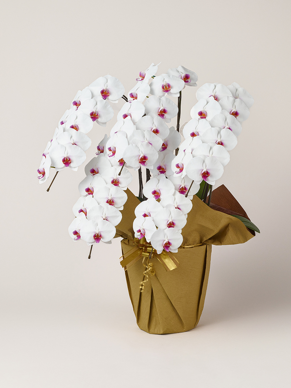 胡蝶蘭 大輪 赤リップ 5本立ち 55輪以上左