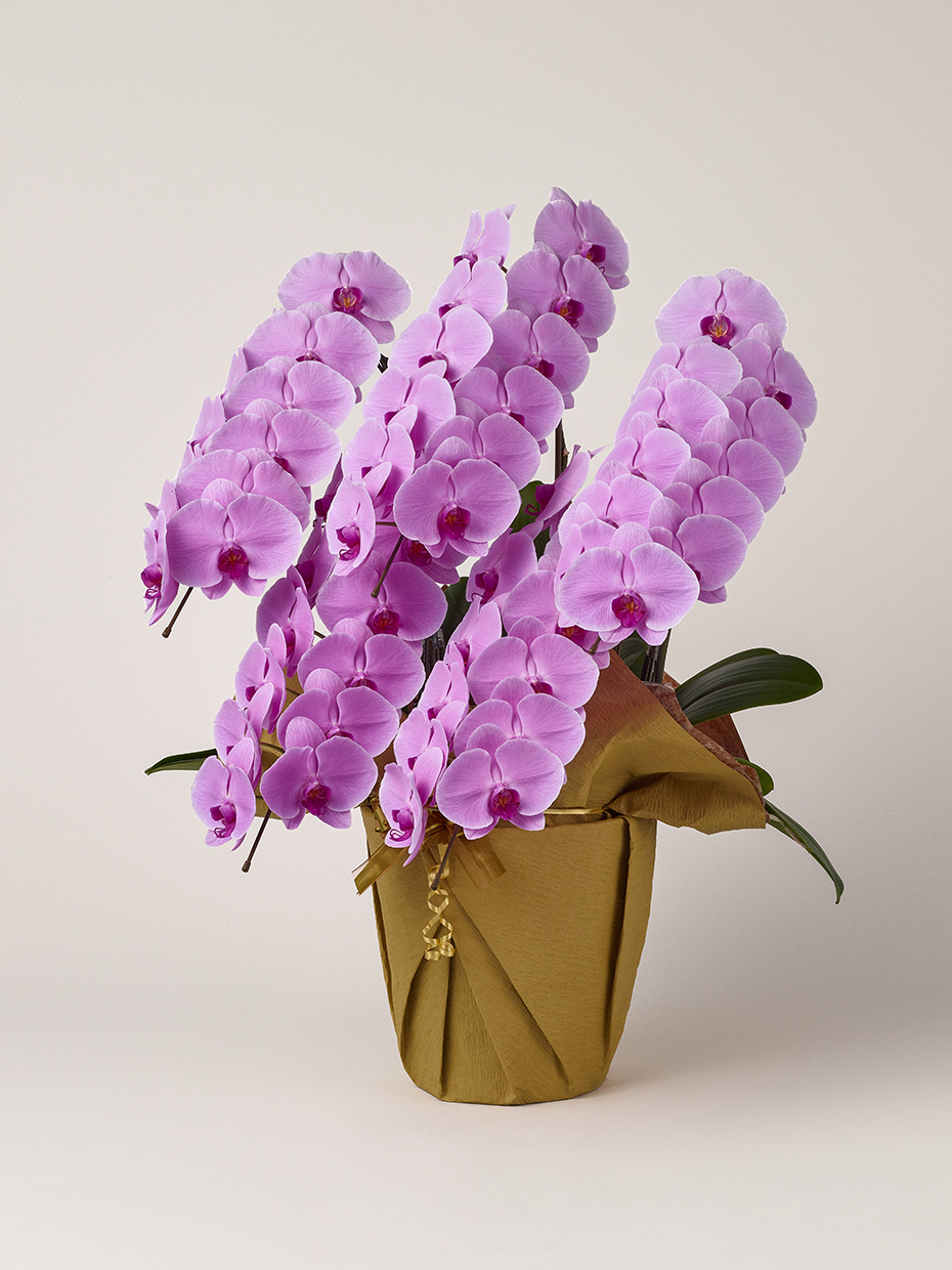 胡蝶蘭 大輪 ピンク 5本立ち 60輪以上左