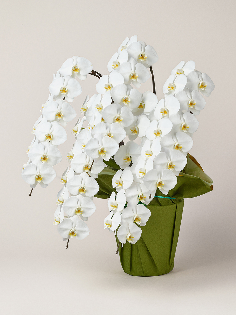 胡蝶蘭 大輪 白 5本立ち 60輪以上左