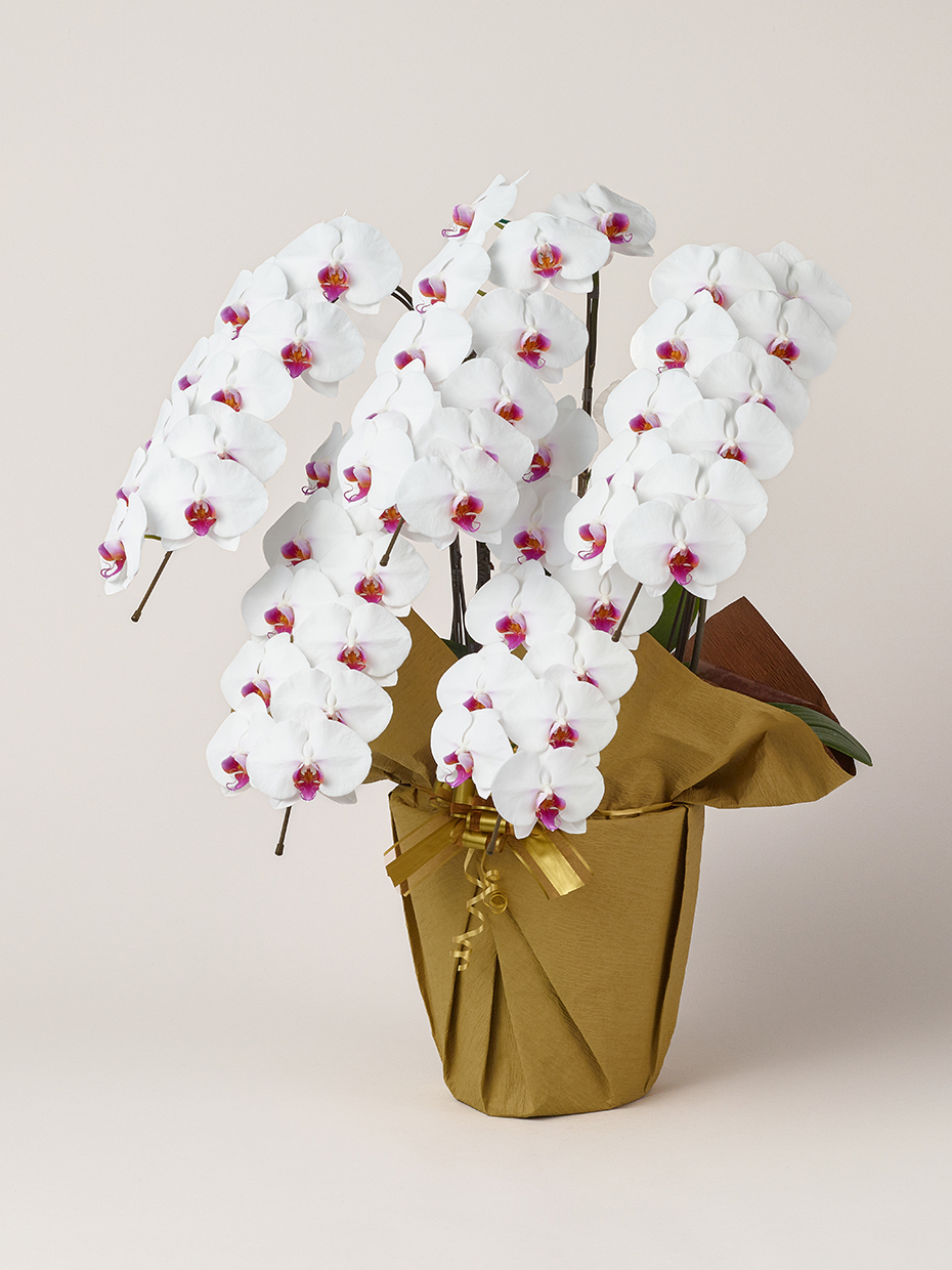 胡蝶蘭 大輪 赤リップ 5本立ち 60輪以上左