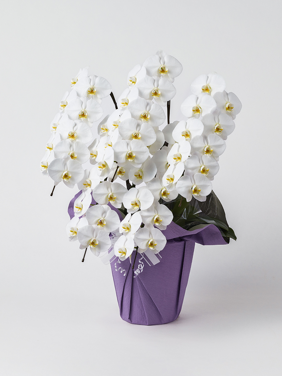 【お供え】胡蝶蘭 大輪 白 5本立ち 50輪以上左