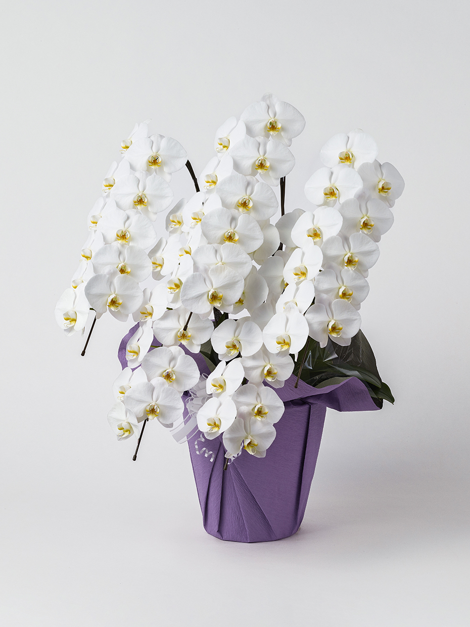 【お供え】胡蝶蘭 大輪 白 5本立ち 55輪以上左
