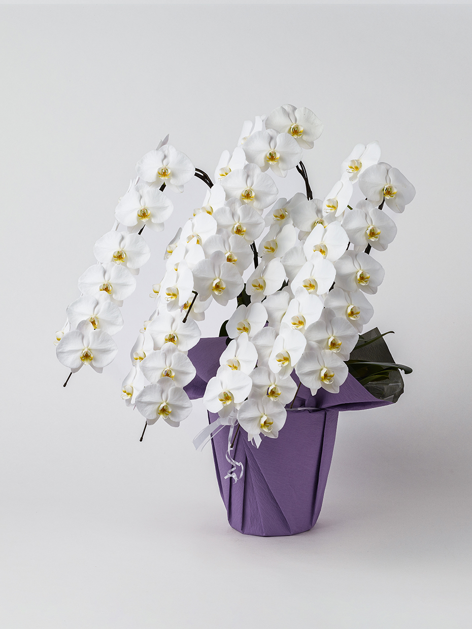 【お供え】胡蝶蘭 大輪 白 5本立ち 60輪以上左
