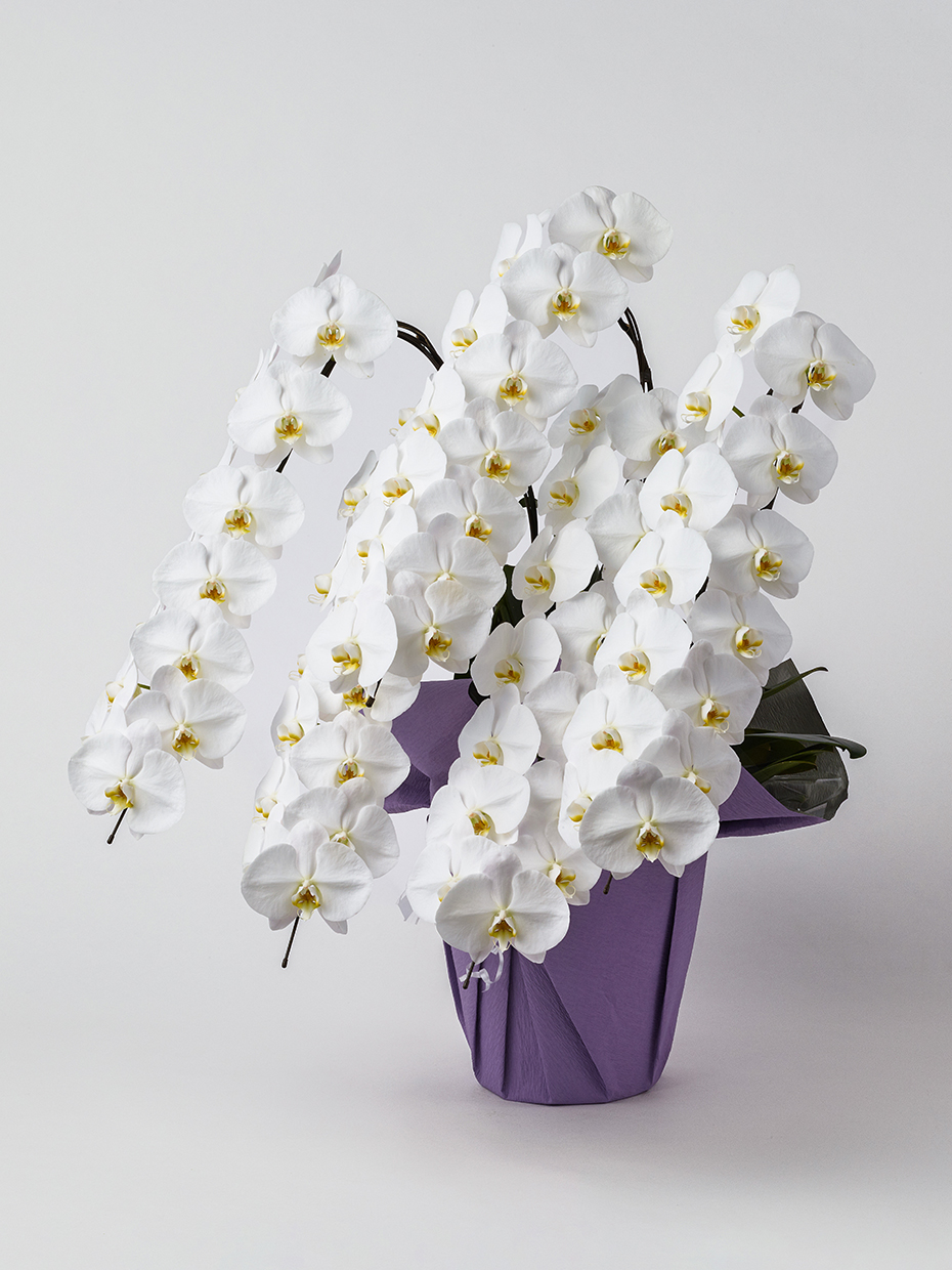 【お供え】胡蝶蘭 大輪 白 5本立ち 70輪以上左