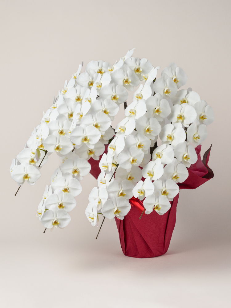 胡蝶蘭 大輪 白 7本立ち 84輪以上左