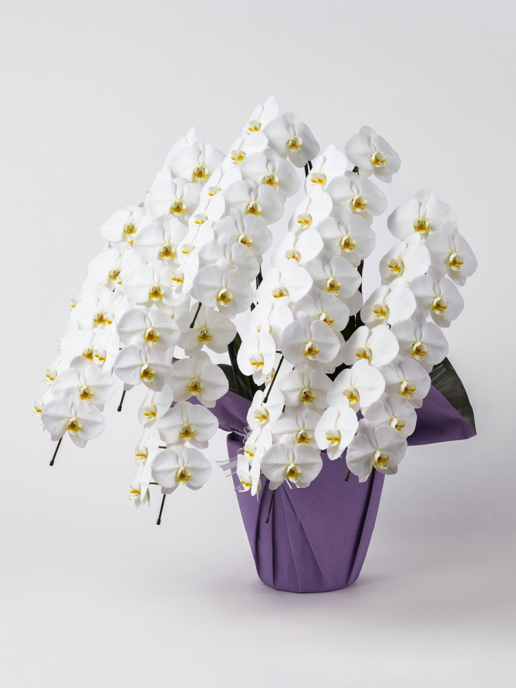 【お供え】胡蝶蘭 大輪 白 7本立ち 84輪以上左