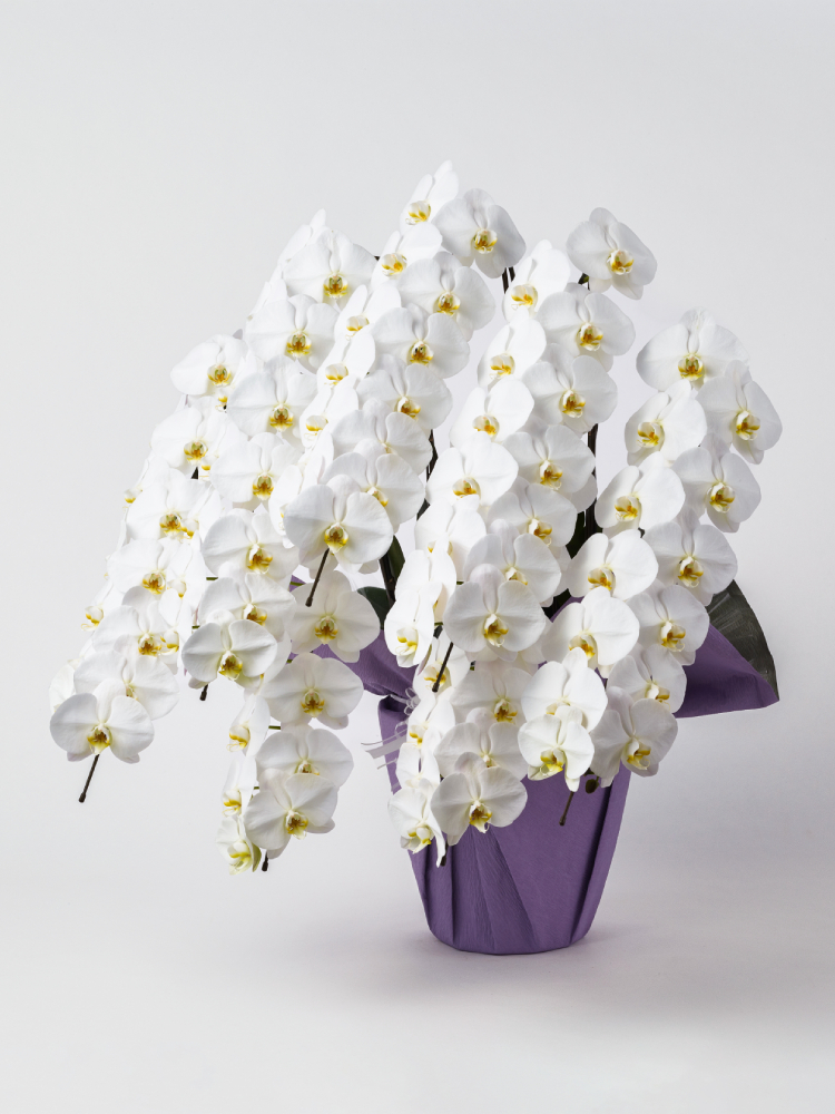 【お供え】胡蝶蘭 大輪 白 7本立ち 98輪以上左