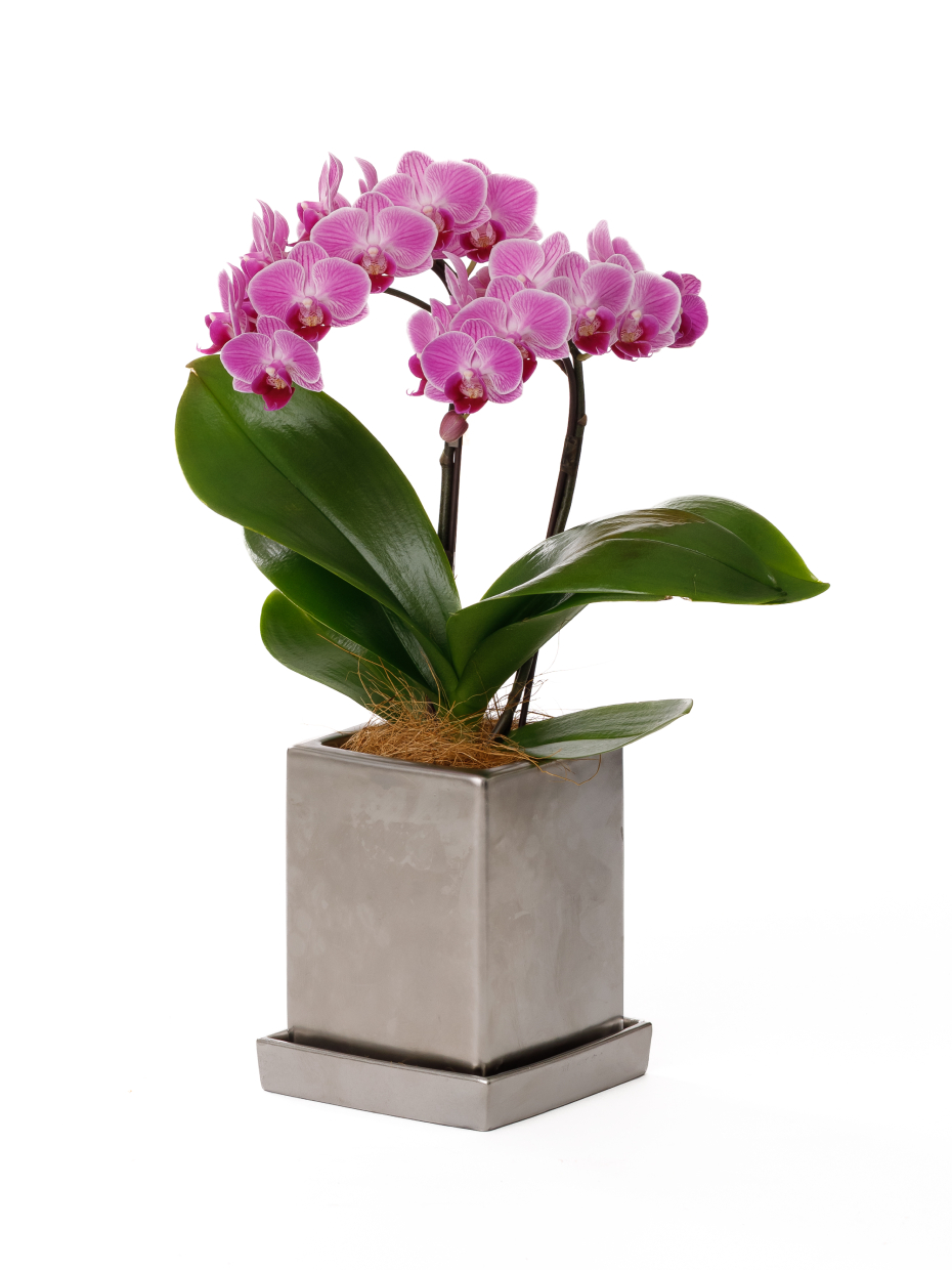 ミディ胡蝶蘭 黄色 2本立ち タンブラーポット（4号）左