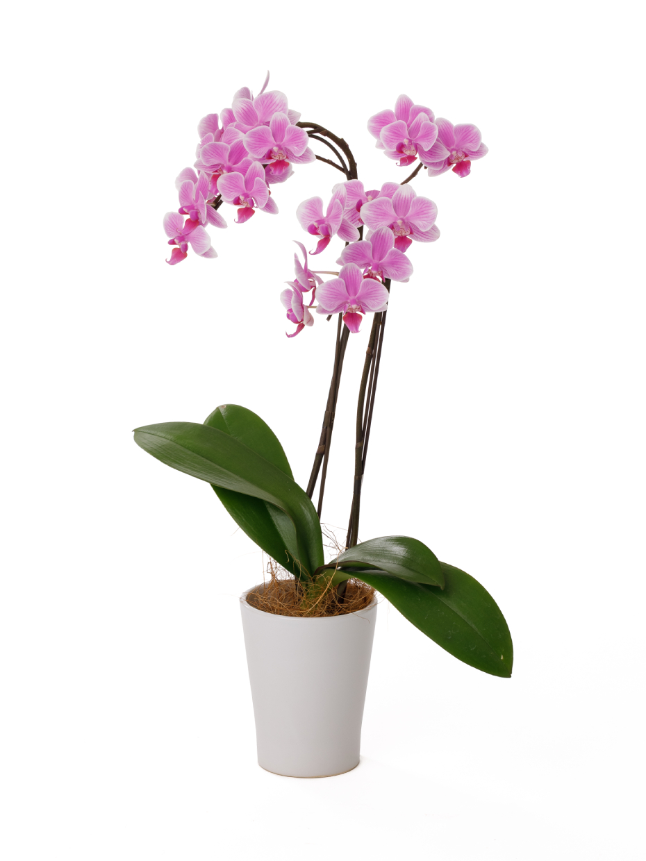 ミディ胡蝶蘭 ピンク 2本立ち（4号）左