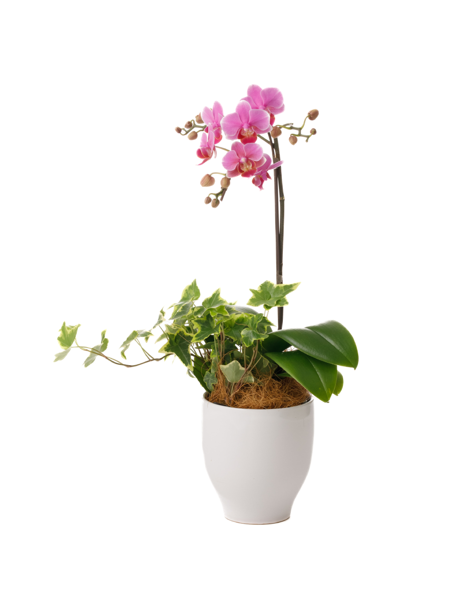 ミディ胡蝶蘭 ピンク 1本立ち 観葉寄せ（4.5号）左