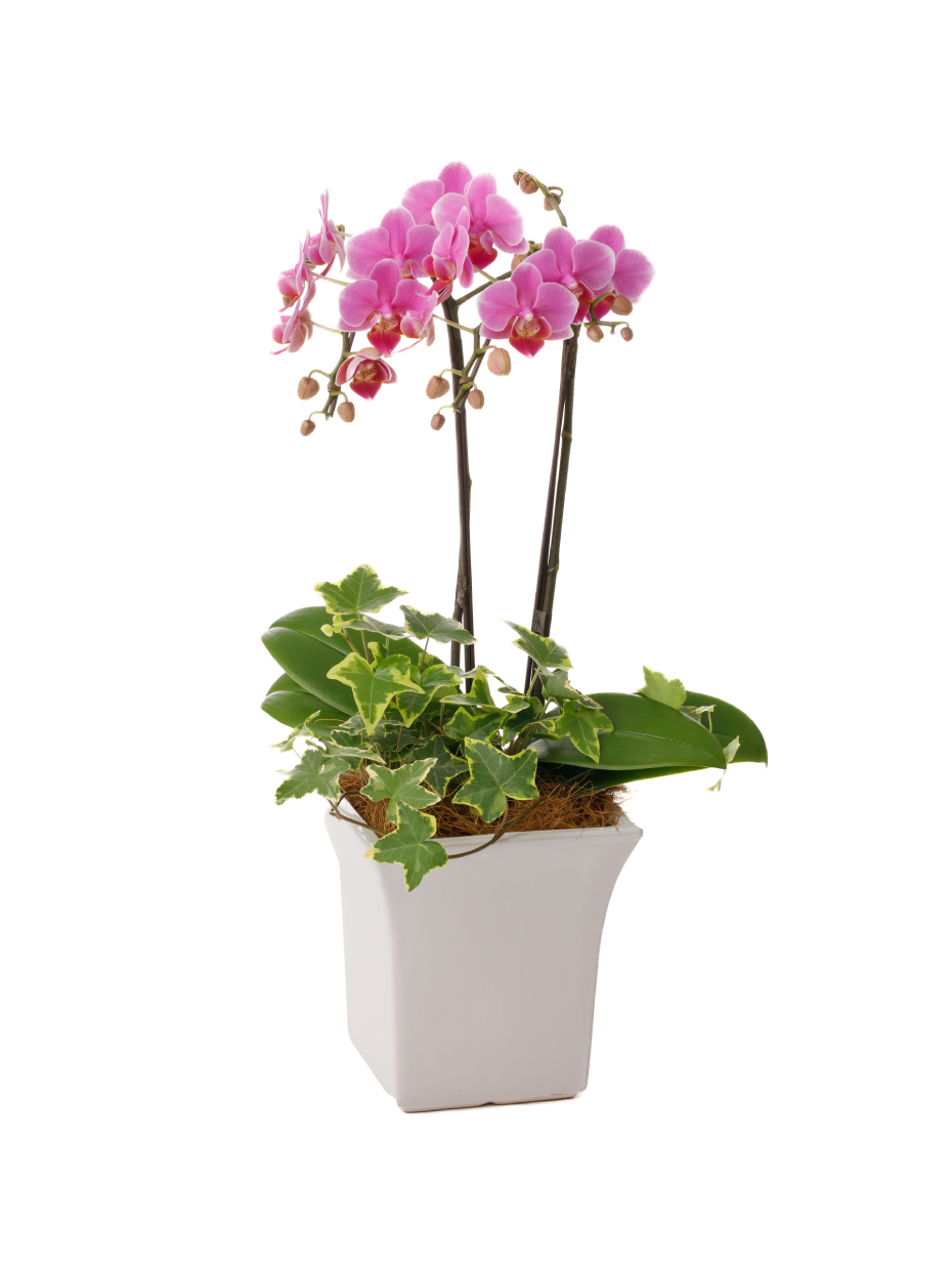 ミディ胡蝶蘭 ピンク 2本立ち 観葉寄せ（5号）左