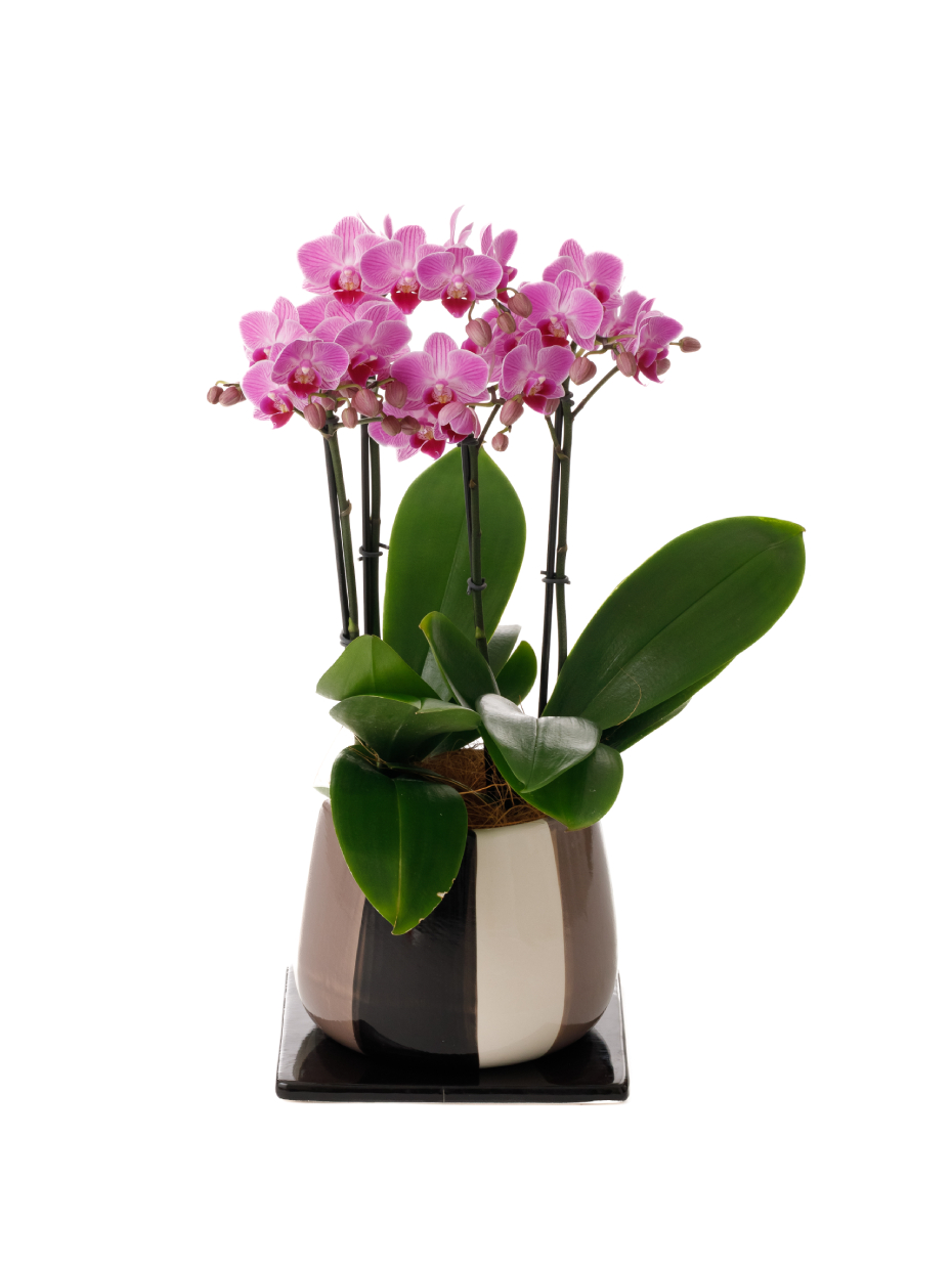 ミディ胡蝶蘭 ピンク 3本立ち モノトリコ鉢（5.5号）左