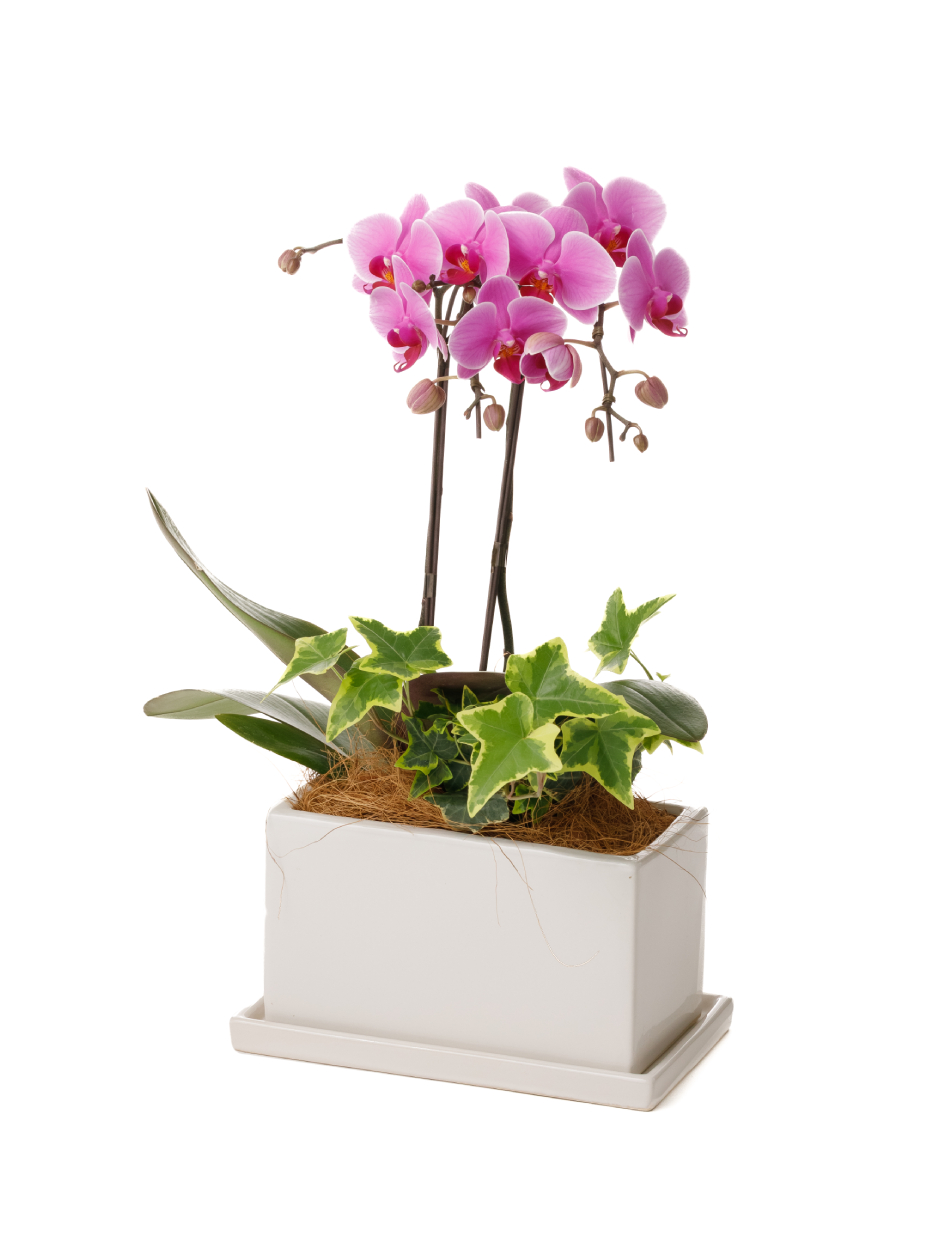 ミディ胡蝶蘭 ピンク 2本立ち パルテノ鉢・観葉寄せ（5.5号）左