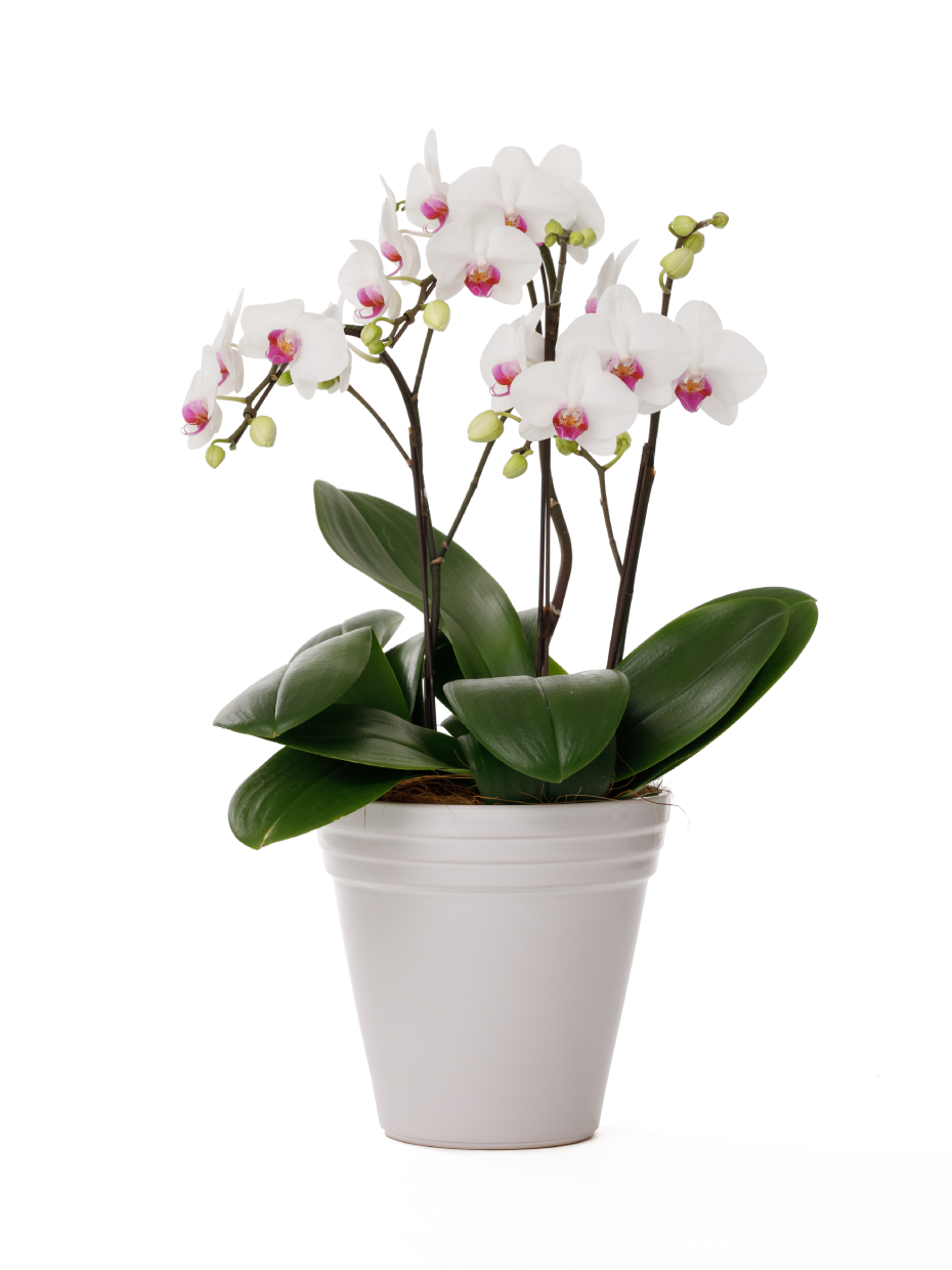 ミディ胡蝶蘭 赤リップ 3本立ち（6.5号）左