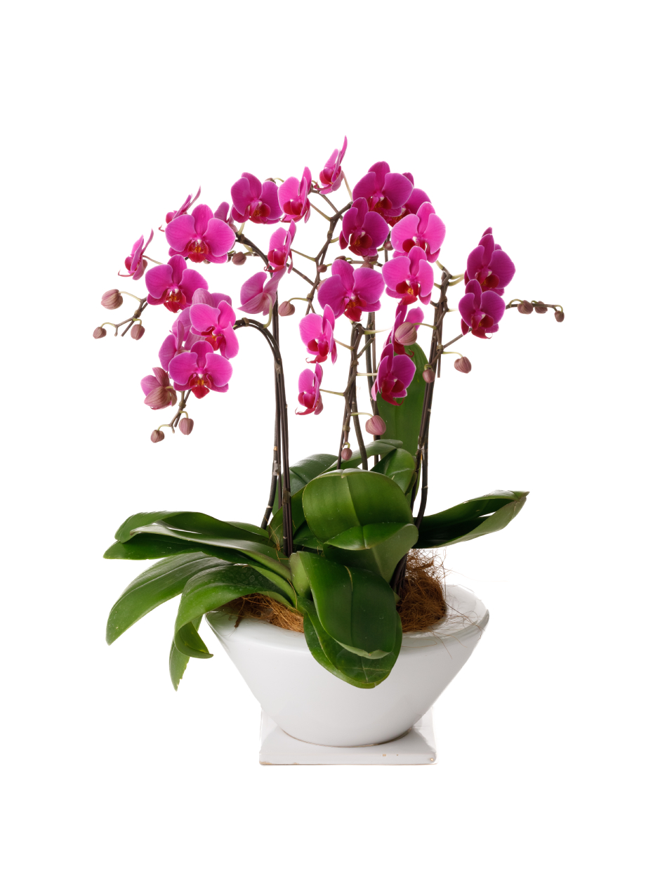 ミディ胡蝶蘭 ピンク 5本立ち 白平鉢（8号）左
