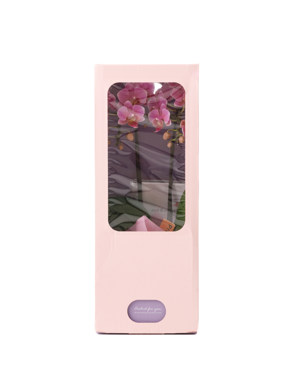 ミニ胡蝶蘭 ピンク 2本立ち 2WAYBOX入り（3号）左