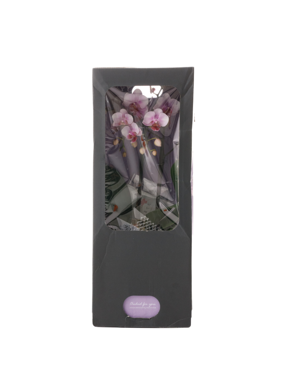 【お供え】ミニ胡蝶蘭 ピンク 2本立ち 2WAYBOX入り（3号）左