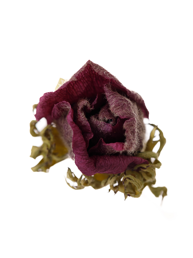 【ドライ】アネモネ　品種おまかせの花アップ