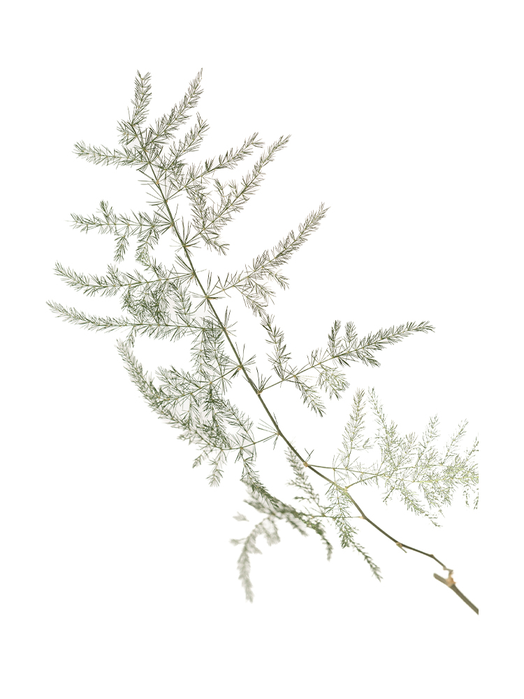 【ドライ】アスパラ ペラの花アップ