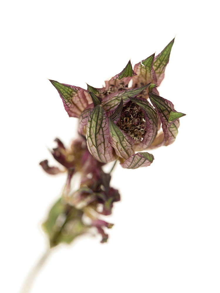 【ドライ】アストランチア　ローマの花アップ