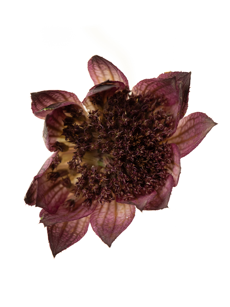 【ドライ】アストランチア スターオブアフリカの花アップ