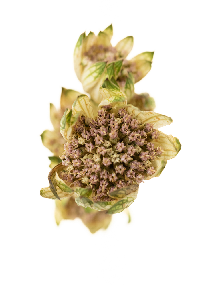 【ドライ】アストランチア　スターオブビリオンの花アップ