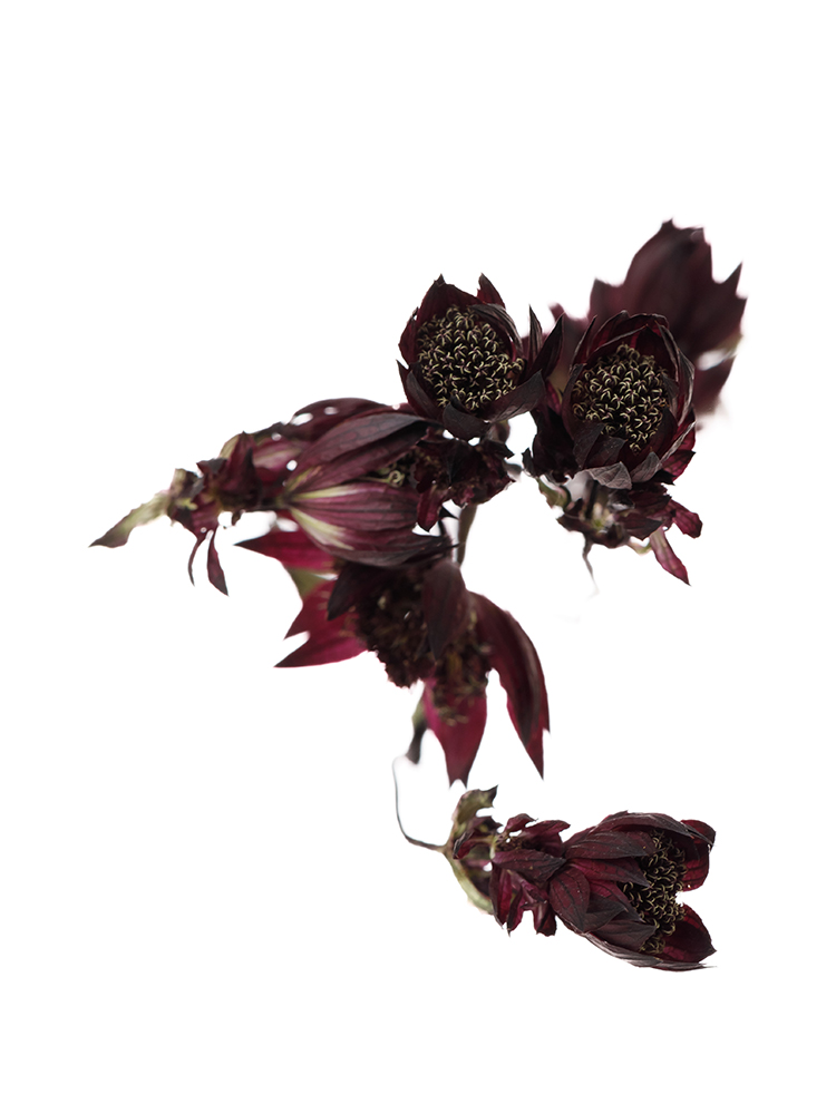 【ドライ】アストランチア スターオブファイヤーの花アップ