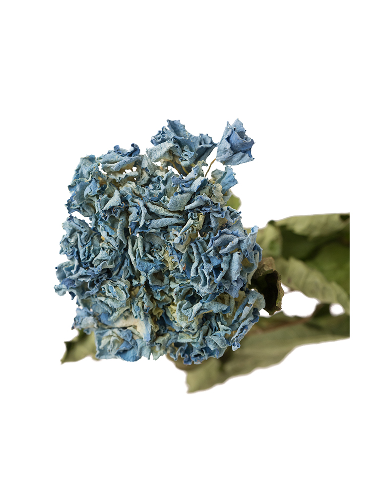 【ドライ】アジサイ(青)　品種おまかせの花アップ