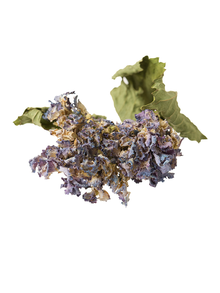 【ドライ】アジサイ(ピンク)の花アップ