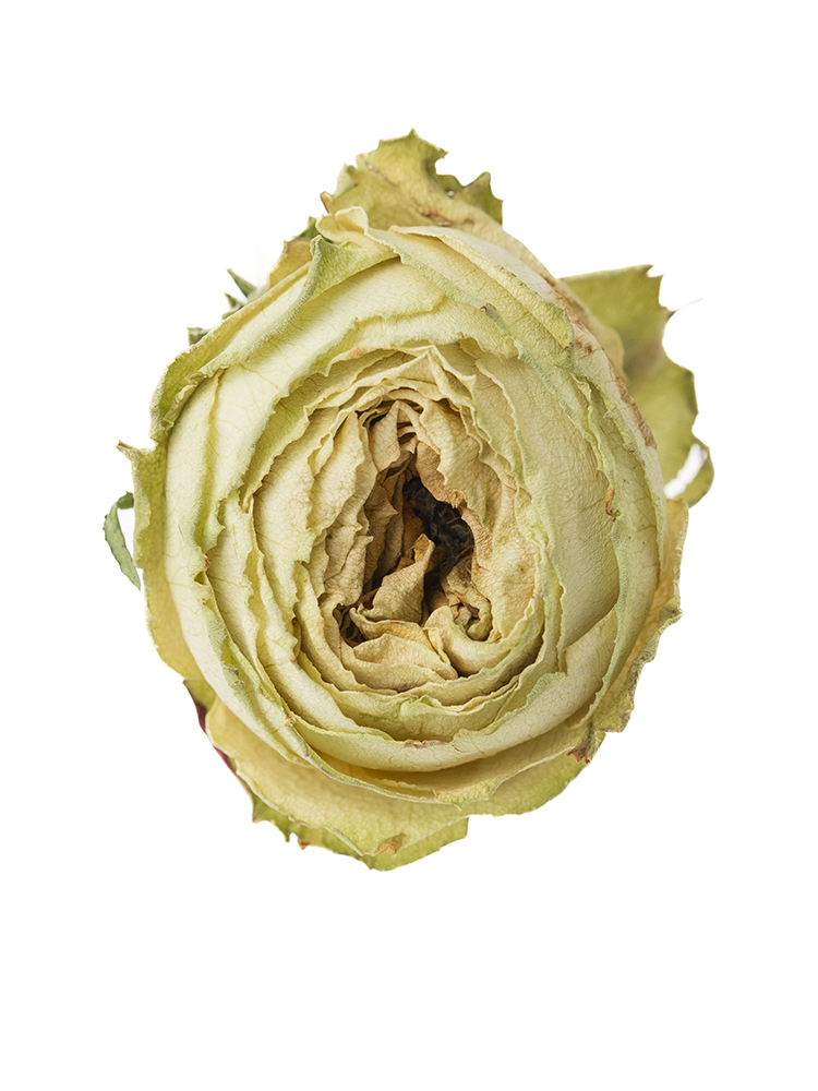 【ドライ】バラ レモンゼストの花アップ