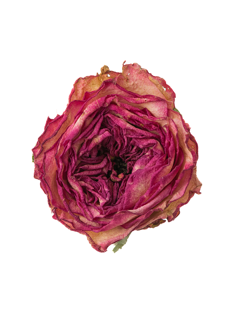 【ドライ】バラ　スタートレックの花アップ