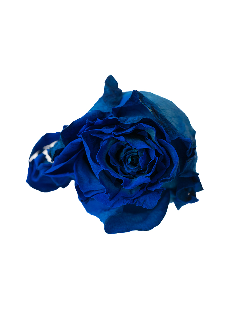 【ドライ】バラ　ベンデラブルーの花アップ