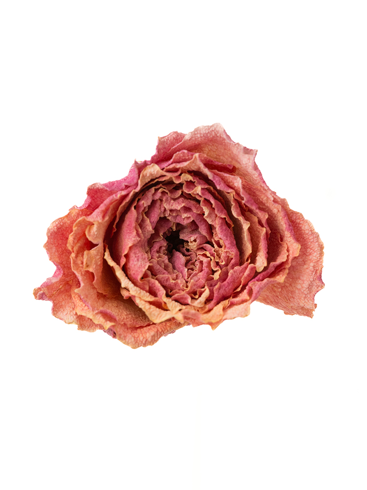 【ドライ】バラ コーラルハートの花アップ