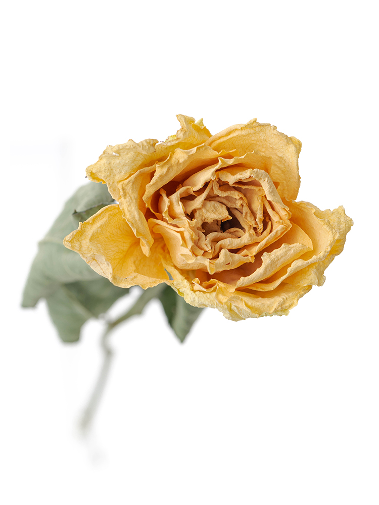 【ドライ】バラ　カルピディーム＋の花アップ