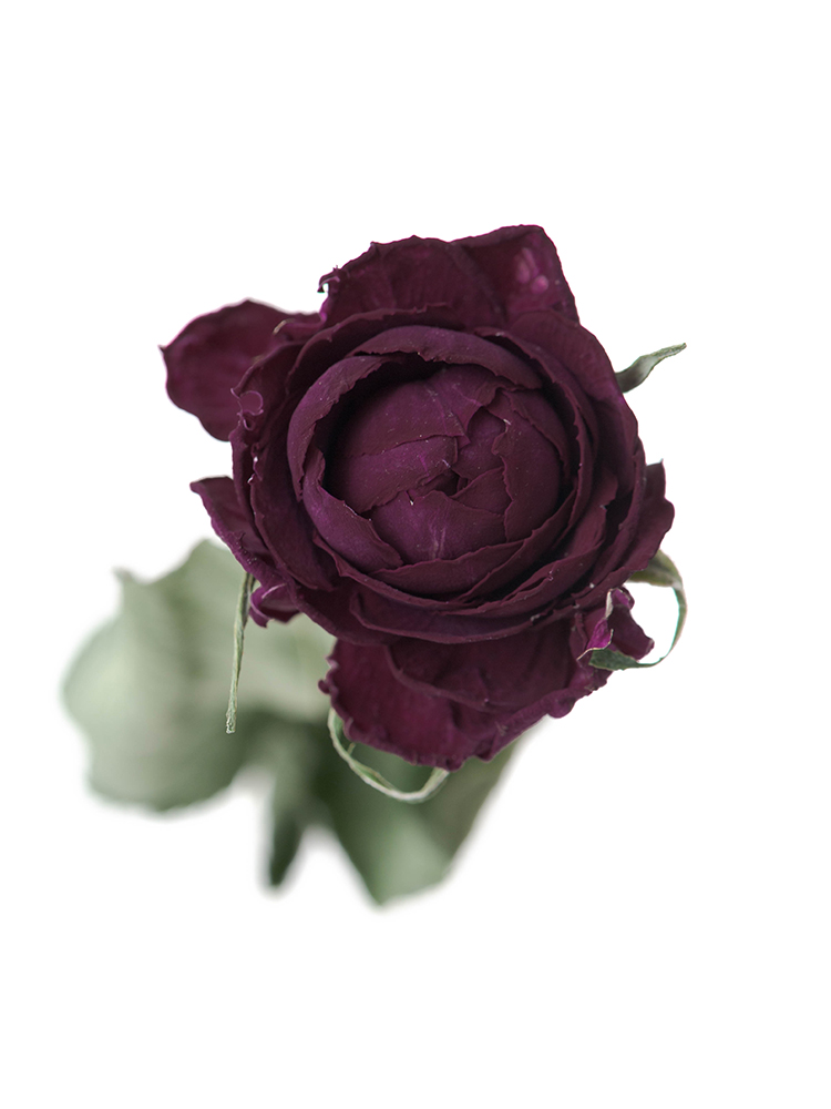 【ドライ】バラ　イブピアッチェの花アップ