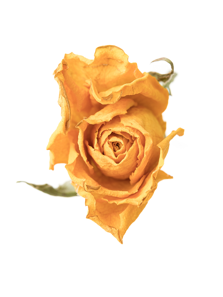 【ドライ】バラ　ゴールドストライクの花アップ