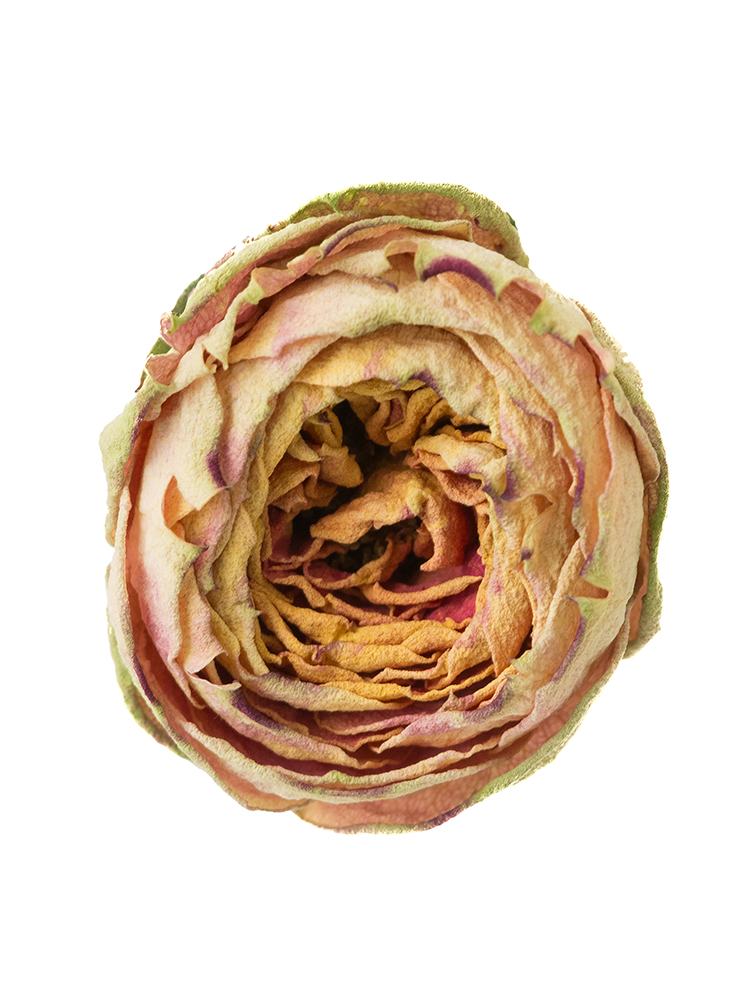 【ドライ】バラ ヘリオスロマンティカの花アップ