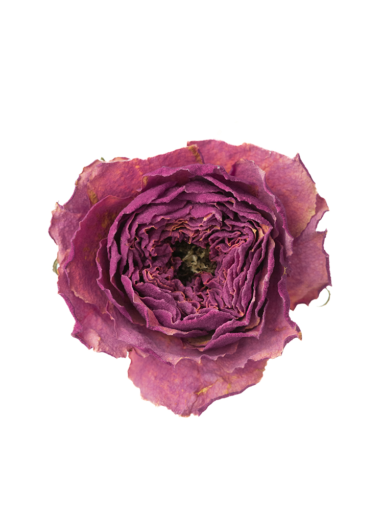 【ドライ】バラ ケンジントンガーデンの花アップ