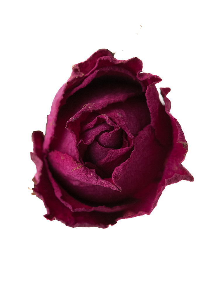 【ドライ】バラ　ライラの花アップ