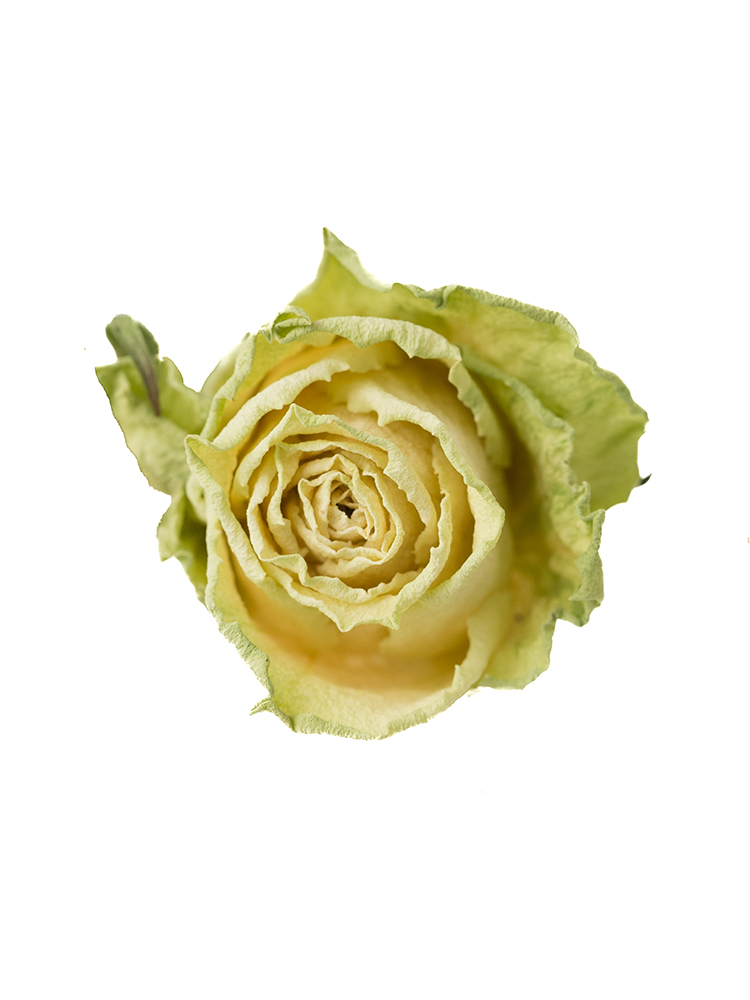 【ドライ】バラ ミントティーの花アップ