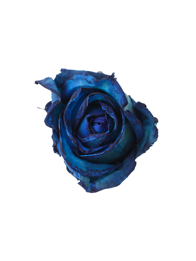 ドライ】バラ(青) 品種おまかせ【60cm】｜Flower Smith Market