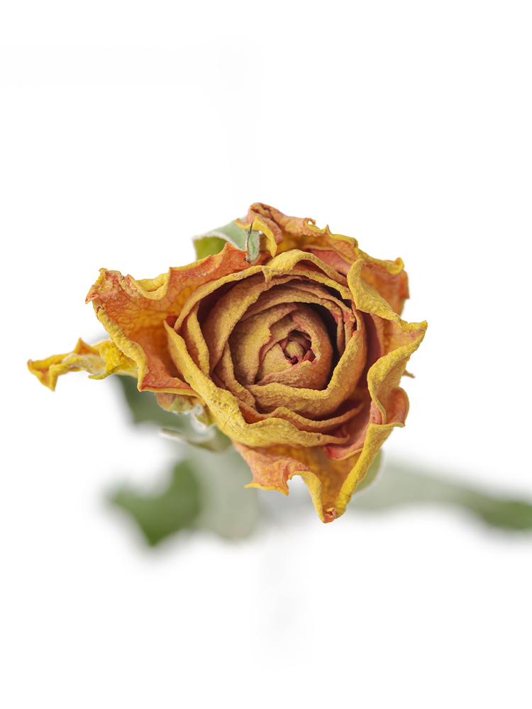 【ドライ】バラ　パレオ90の花アップ