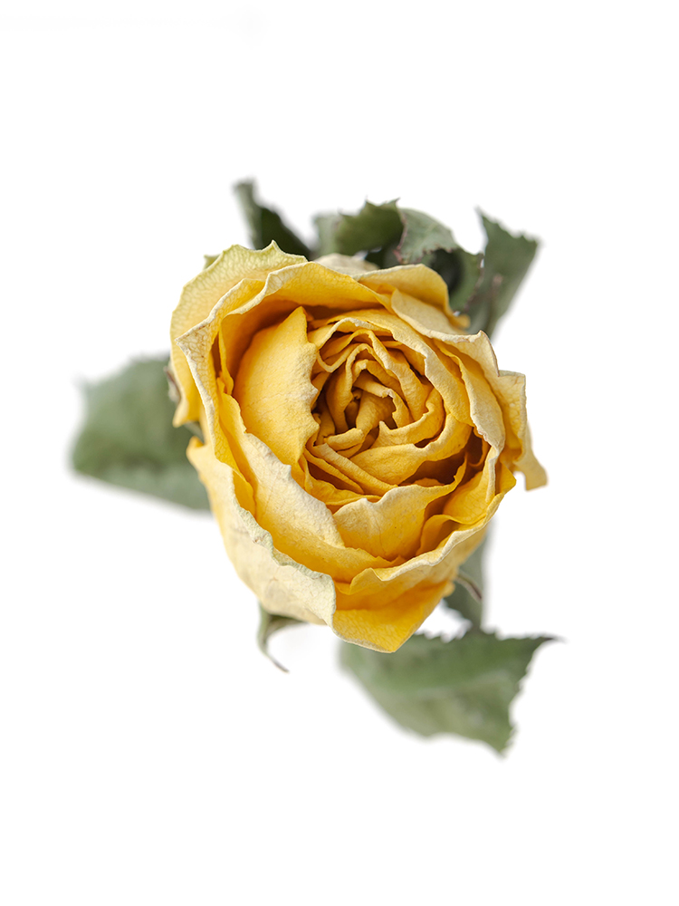 【ドライ】バラ　ピーチアヴァランチェ＋の花アップ