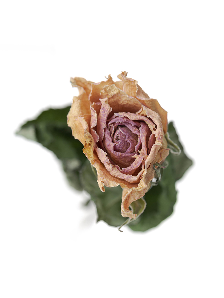 【ドライ】バラ　ピンクアヴァランチェ＋の花アップ